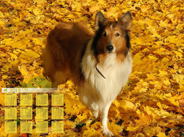 Обои картинки фото календари, животные, взгляд, листва, колли, собака