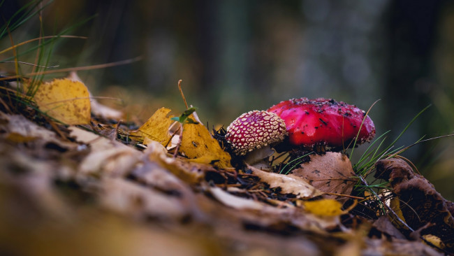 Обои картинки фото природа, грибы,  мухомор, гриб, мухомор, осень, листья