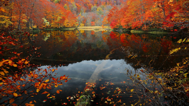 Обои картинки фото природа, реки, озера, деревья, отражение, пруд, листопад, осень
