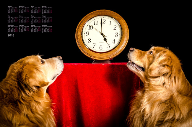 Обои картинки фото календари, животные, черный, фон, часы, двое, собака