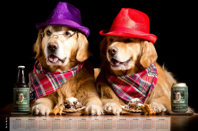 Обои картинки фото календари, животные, двое, собака, банка, шляпа, черный, фон