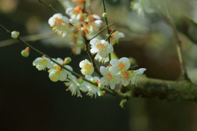 Обои картинки фото цветы, цветущие деревья ,  кустарники, дерево, цветущее, веточки, весна