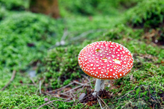 Обои картинки фото природа, грибы,  мухомор, шляпка, гриб, мухомор, мох