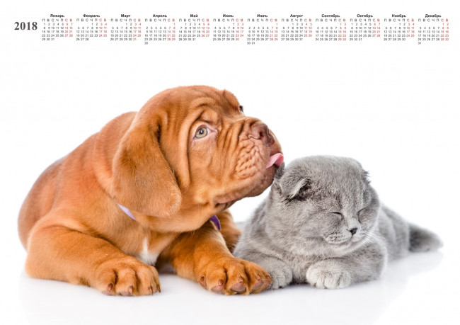 Обои картинки фото календари, животные, кошка, собака, белый, фон