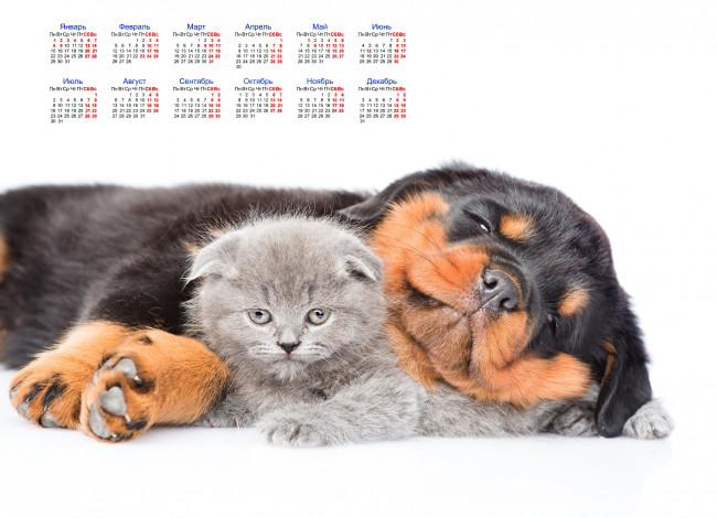 Обои картинки фото календари, животные, белый, фон, кошка, собака