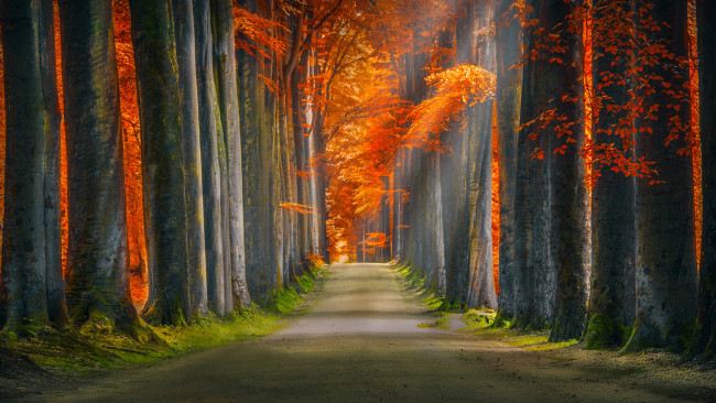 Обои картинки фото природа, парк, аллея, дорога, осень, лес, листья, деревья, ветки
