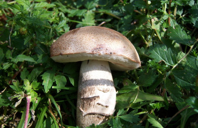 Обои картинки фото еда, грибы,  грибные блюда, гриб