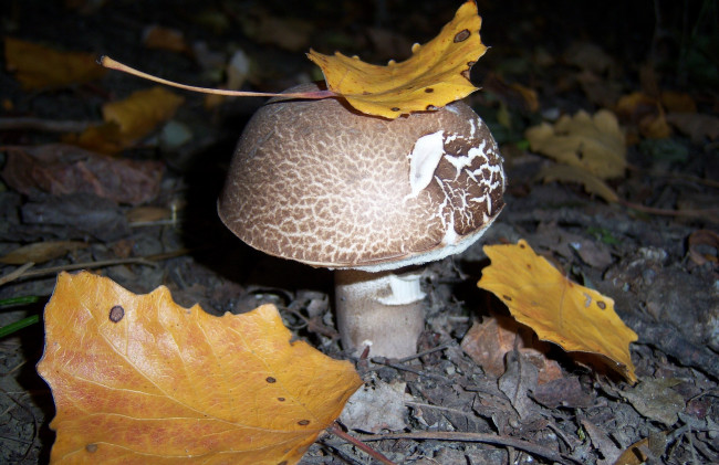 Обои картинки фото природа, грибы, гриб