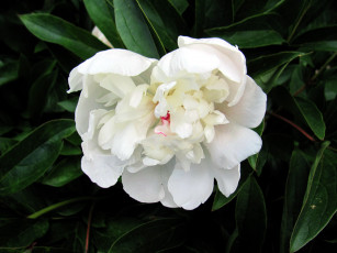 Картинка цветы пионы белый пион макро