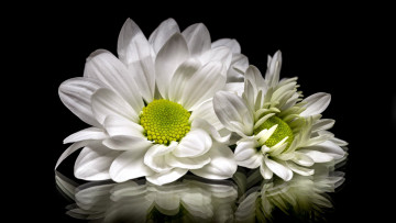 Картинка цветы хризантемы белые отражение