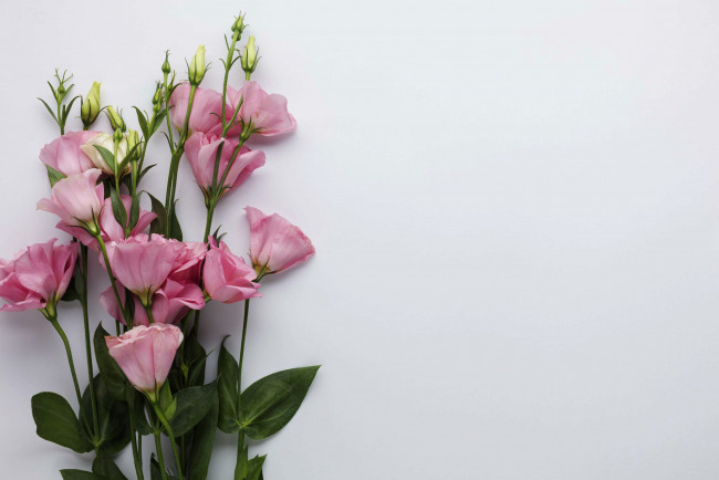 Обои картинки фото цветы, эустома, розовая, букет