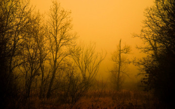 Картинка природа деревья осень туман