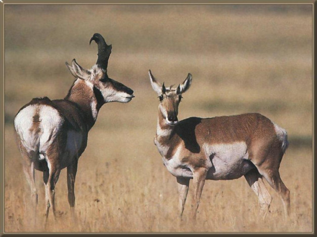 Обои картинки фото животные, антилопы