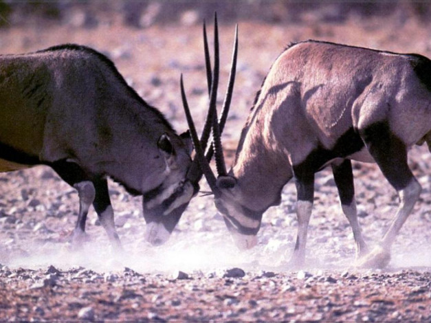 Обои картинки фото животные, антилопы