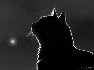 обоя mooncat, by, ziro, животные, коты