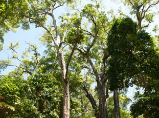 Картинка тайланд природа деревья