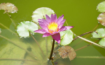 Картинка лотос цветы лилии водяные нимфеи кувшинки
