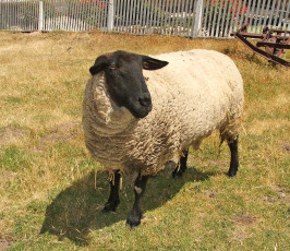 Картинка животные овцы бараны взгяд