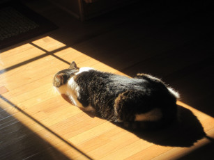 Картинка животные коты солнышко кот