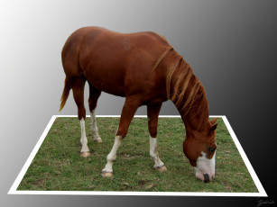 Картинка животные лошади трава