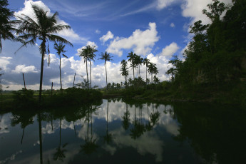 Картинка природа тропики пальмы вода отражение