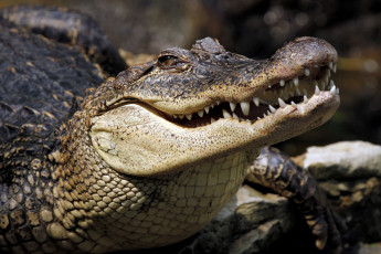 Картинка животные крокодилы аллигатор