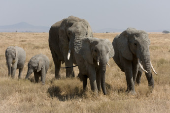 Картинка животные слоны серенгети