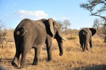 Картинка животные слоны африка