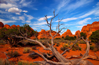 Картинка природа пустыни засохшее дерево горы кусты