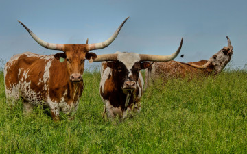 Картинка животные коровы буйволы трава лето