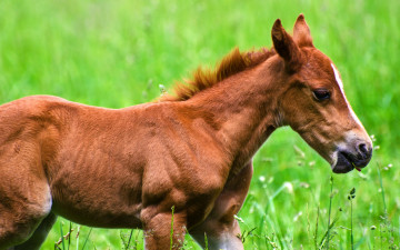 Картинка животные лошади трава лошатко