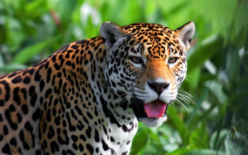Картинка животные Ягуары морда язык