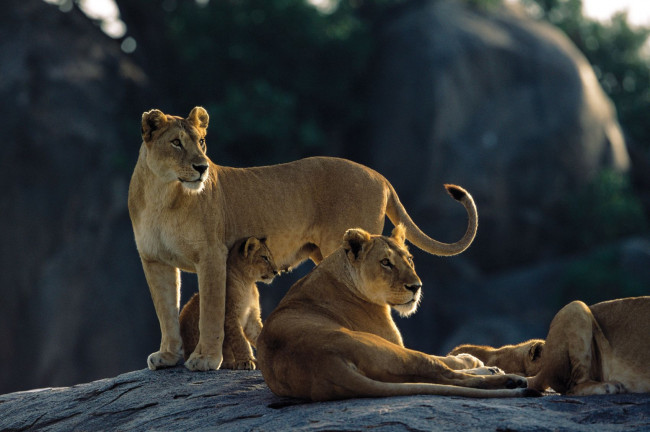 Обои картинки фото животные, львы, serengeti, львица