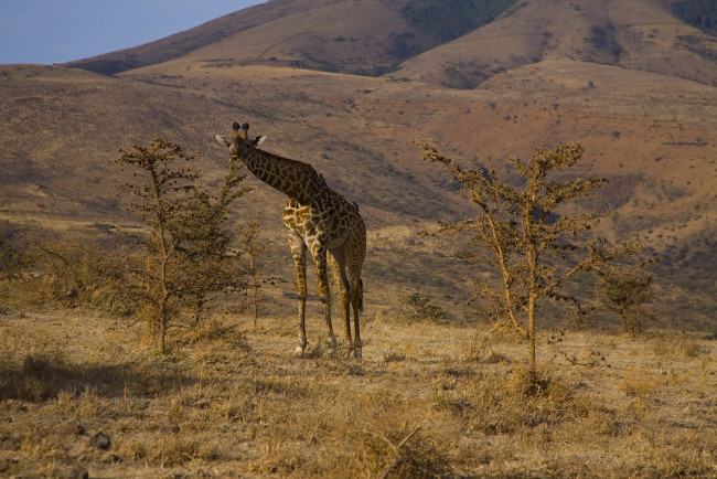 Обои картинки фото животные, жирафы, холмы, чахлая, растительность