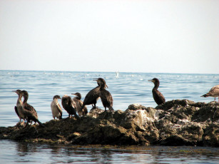 Картинка бакланы животные Чайки крачки остров море птицы
