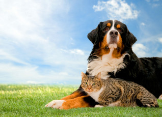 Картинка животные разные вместе трава собака кот кошка
