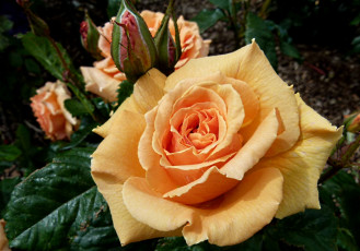 Картинка цветы розы бутон желтый пышный