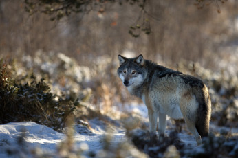 Картинка животные волки волк зима природа