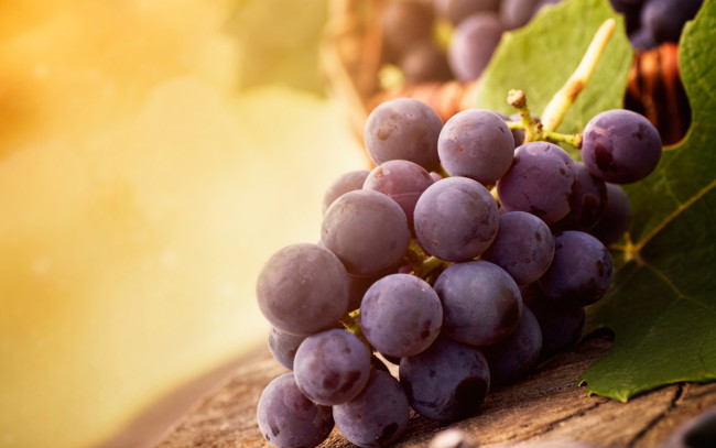 Обои картинки фото еда, виноград, гроздь