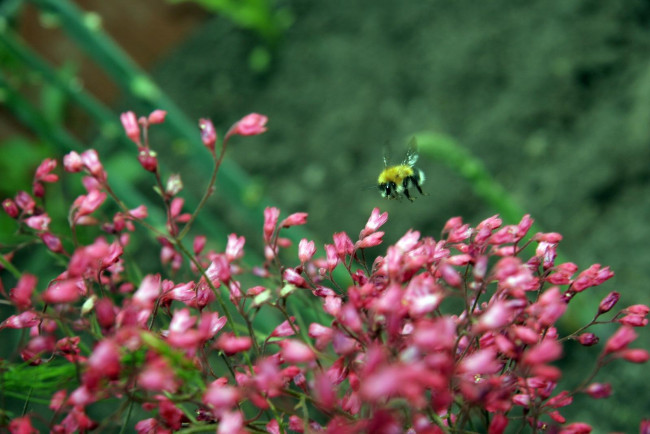 Обои картинки фото мохнатый, шмель, животные, пчелы, осы, шмели, куст, цветы