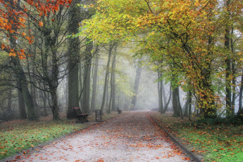 Картинка бельгия фландрия meise природа парк туман тропинка листва осень