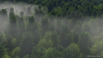 Картинка 3д графика nature landscape природа лес туман