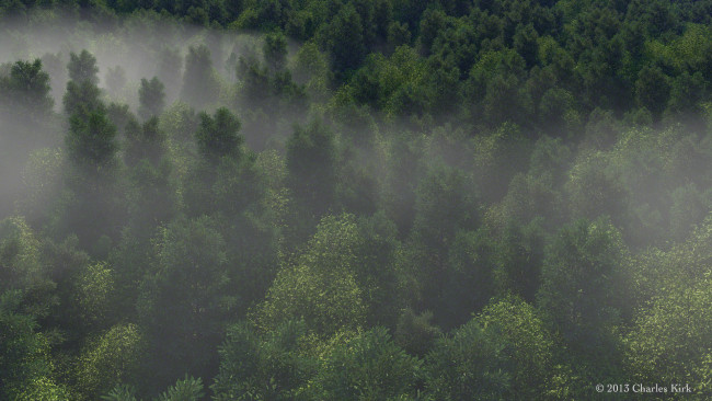 Обои картинки фото 3д, графика, nature, landscape, природа, лес, туман