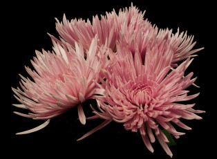 Картинка цветы хризантемы розовые фон чёрный