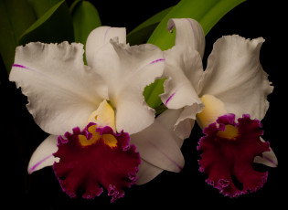 Картинка цветы орхидеи фон чёрный