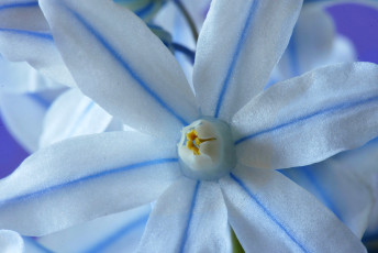 Картинка цветы растение природа лепестки цветок