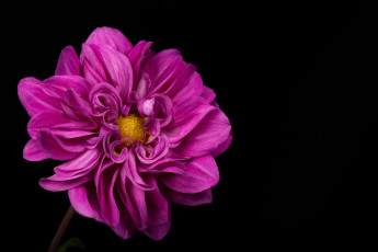 Картинка цветы георгины фон чёрный лепестки розовый георгин цветок