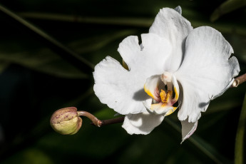 Картинка цветы орхидеи белая орхидея фон макро тёмный