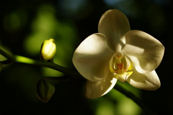 Картинка цветы орхидеи цветок белый лепестки макро тень нежность