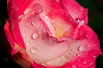 Картинка цветы розы вода роса капли лепестки роза цветок